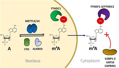 Emerging Roles of N6-Methyladenosine on HIV-1 RNA Metabolism and Viral Replication